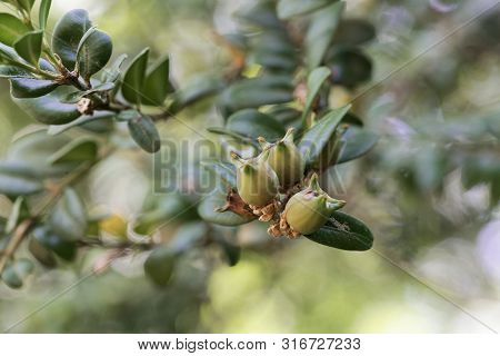Fruits Of A Common Box, Buxus Sempervirens.