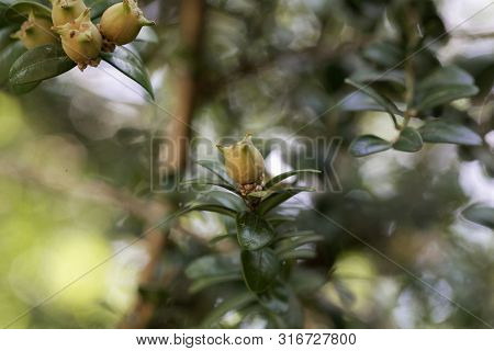 Fruits Of A Common Box, Buxus Sempervirens.