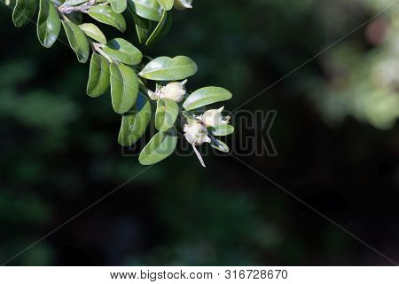 Fruits Of A Common Box, Buxus Sempervirens.