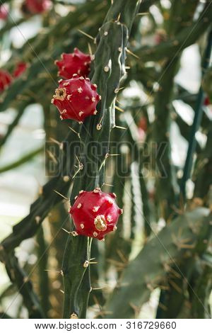 Red Fruit Of Cactus At Salaspils Botanical Gardens In Latvija.