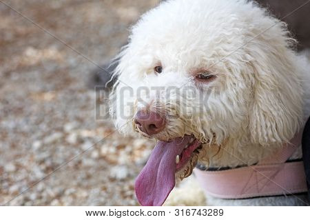 White Lagotto Romagnolo Truffle Dog Portrait Macro Background Fine Art In High Quality Prints Produc