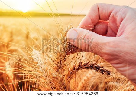 Hand Examining Ripe Wheat Crops In Field. Male Agronomist Is Checking Up If Cereal Plantation Is Rea