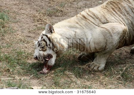 Close up the white tiger eating meat