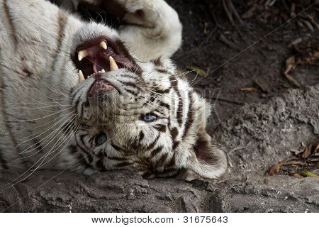 The white tiger Cheshire