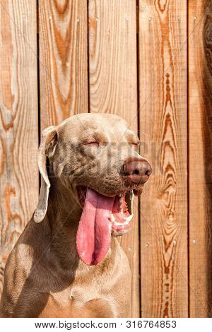 Weimaraner On Wooden Terrace. Detail Of Weimaraner. Hunting Dog. Dog's Eyes. Loyal Friend.