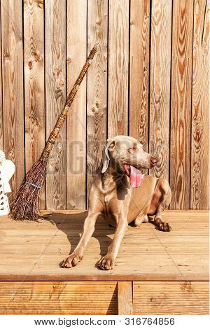Weimaraner On Wooden Terrace. Detail Of Weimaraner. Hunting Dog. Dog's Eyes. Loyal Friend.
