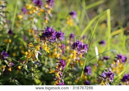 Сow Wheat In Summer Meadow, Colorful Wildflowers In Sunny Day. Melampyrum Nemorosum Or Ivan Da Marya