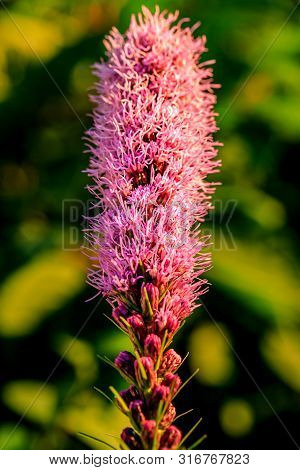 Pretty Flowering Purple Liatris In A Garden. Blooming Purple Liatris Flowers In A Garden. Macro Phot