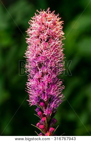 Pretty Flowering Purple Liatris In A Garden. Blooming Purple Liatris Flowers In A Garden. Macro Phot