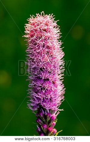 Pretty Flowering Purple Liatris In A Garden. Blooming Purple Liatris Flowers In A Garden. Macro Phot