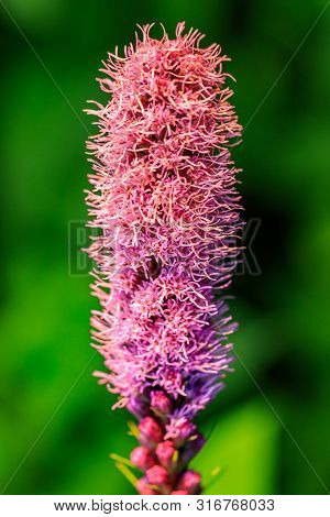 Pretty Flowering Purple Liatris In A Garden. Blooming Purple Liatris Flowers In A Garden. Macro Phot