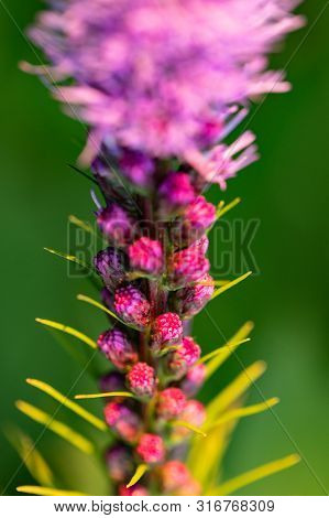 Pretty Flowering Purple Liatris In A Garden. Blooming Purple Liatris Flowers In A Garden. Macro Phot