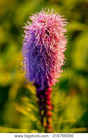 Pretty Flowering Purple Liatris In A Garden. Blooming Purple Liatris Flowers In A Garden. Macro Phot