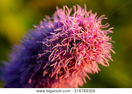 Pretty Flowering Purple Liatris In A Garden. Blooming Purple Liatris Flowers In A Garden. Macro Phot