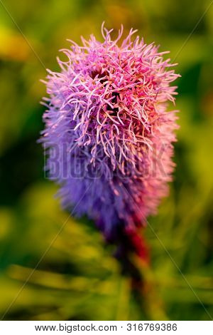 Pretty Flowering Purple Liatris In A Garden. Blooming Purple Liatris Flowers In A Garden. Macro Phot