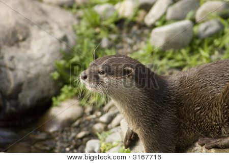 Malasian Shortclawed Otter