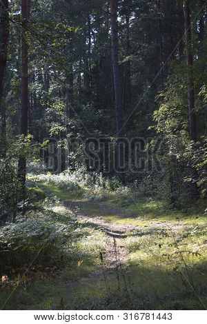 The road in the beautiful green summer forest. Sun shine through the leaves. Beautiful green mystique forest. Walk through the forest. Tourism in the North of the country. Forest reserve. Pine forest. Path in the forest