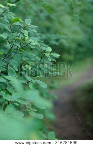 Beautiful green mystique coniferous forest. Northern forest. Walk through the forest. Journey through the forest. Tourism in the North of the country. Forest reserve. The road in forest. Mixed forest. Path in the park