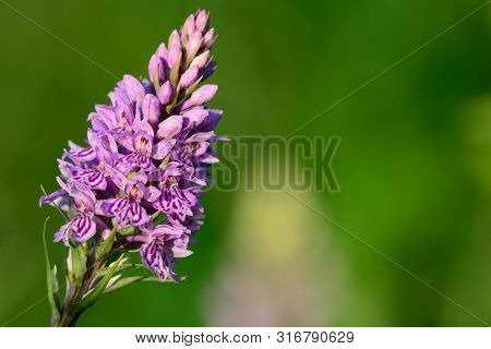 Common Spotted Orchid (dactylorhiza)