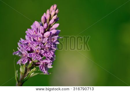Close Up Of A Single Common Spotted Orchid (dactylorhiza) In Bloom