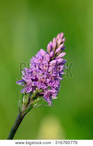 Close Up Of A Single Common Spotted Orchid (dactylorhiza) In Bloom