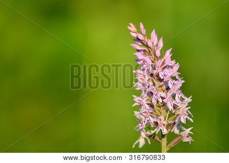 Common Spotted Orchid (dactylorhiza Fuchsii)