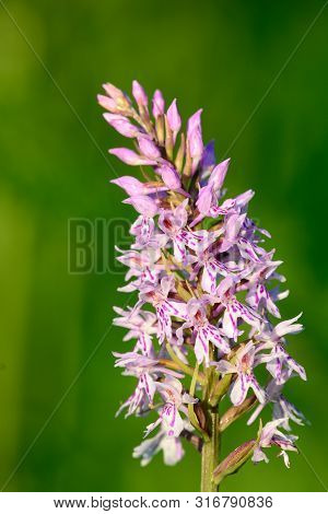 Common Spotted Orchid (dactylorhiza)