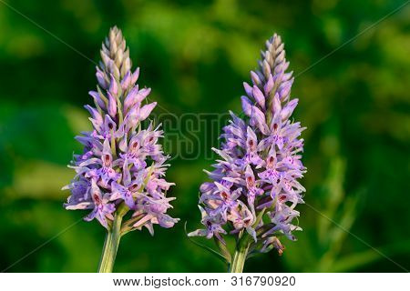 Close Up Of Two Common Spotted Orchids In Bloom (dactylorhiza)
