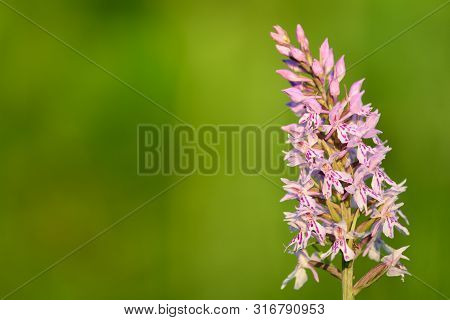 Common Spotted Orchid (dactylorhiza)