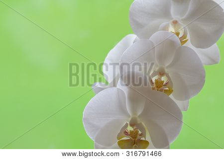 Close Up Of A Cluster Of White Orchids