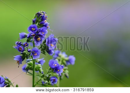 Close Up Of A Polemonium Caeruleum Flower (jacobs Ladder) In Bloom