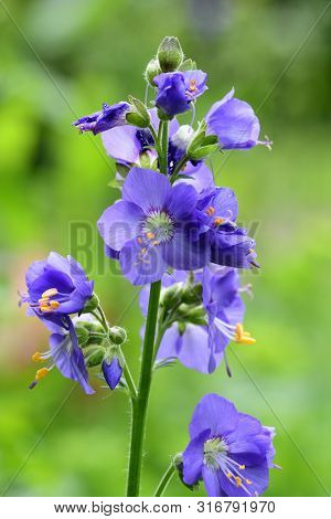 Close Up Of A Polemonium Caeruleum Flower (jacobs Ladder) In Bloom
