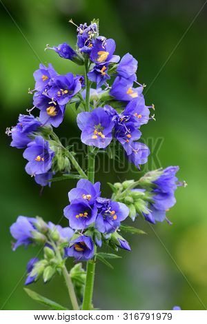 Close Up Of A Polemonium Caeruleum Flower (jacobs Ladder) In Bloom