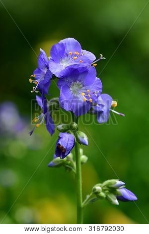 Polemonium Caeruleum