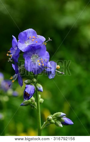 Polemonium Caeruleum