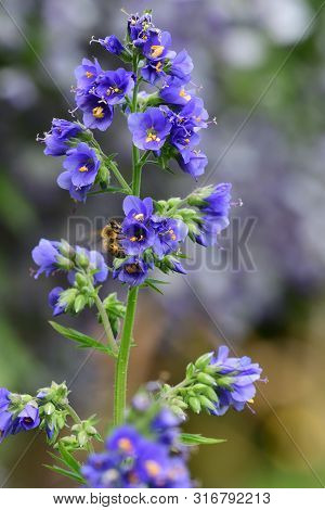 Close Up Of A Polemonium Caeruleum Flower (jacobs Ladder) In Bloom