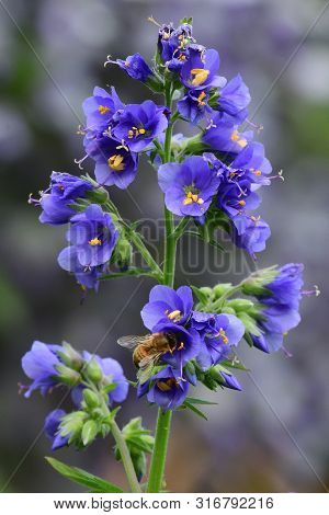 Polemonium Caeruleum