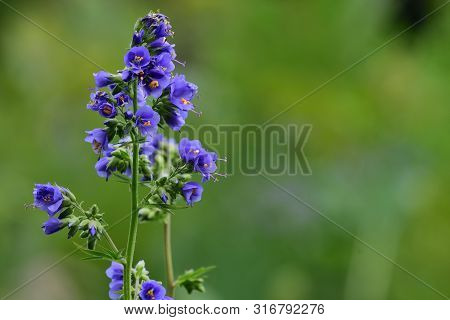 Close Up Of A Polemonium Caeruleum Flower (jacobs Ladder) In Bloom