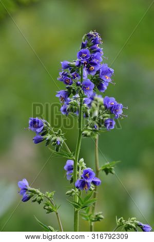 Close Up Of A Polemonium Caeruleum Flower (jacobs Ladder) In Bloom