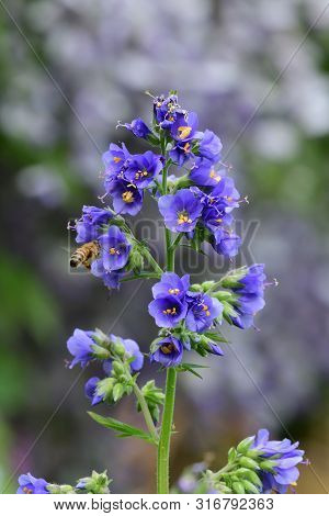Polemonium Caeruleum