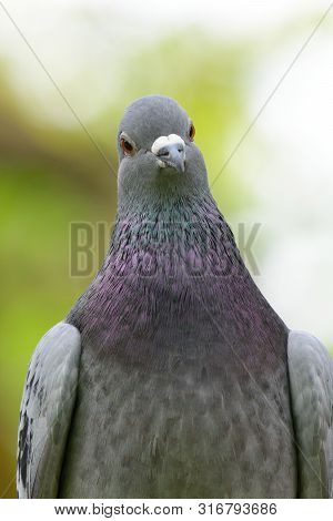 Close Up Portrait Of A Pigeon Looking At The Camera