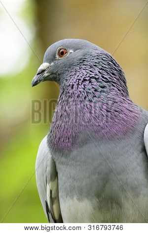 Close Up Portrait Of A Pigeon Perched On A Branch