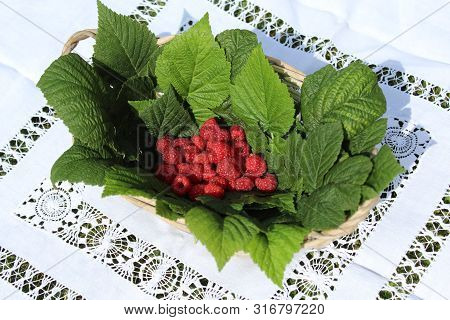 Harvested Rasperries And Raspberry Leaves In A Basket