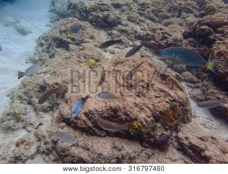 An Underwater Photo Of An Ocean Surgeonfish, Snapper, Parrotfish And Sargeant Major Fish Eating Grow