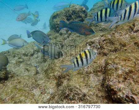 An Underwater Photo Of An Ocean Surgeonfish, Snapper, Parrotfish And Sargeant Major Fish Eating Grow