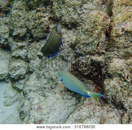 An Underwater Photo Of An Ocean Surgeonfish Eating Growth Off The Rock And Coral Reef.