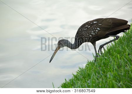 Limpkin Is Fishing At The Local Lake. Brown And White Water Bird Is Standing On The Grassy Shore Whi