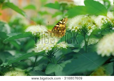 Bright Butterfly On Tropical Plant With Beautiful Flowers And Leaves