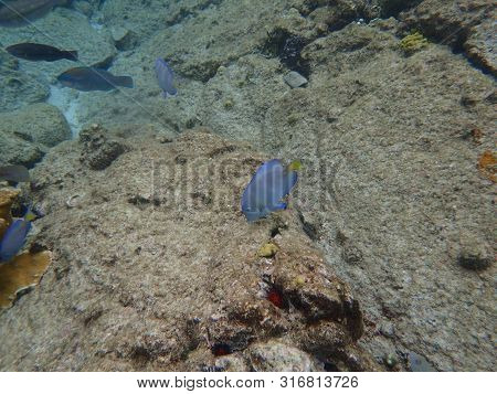 Blue Tang Eating Growth Off Of Rock And Coral Reef.