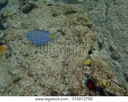 Blue Tang Eating Growth Off Of Rock And Coral Reef.